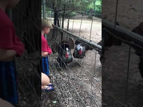 Turkeys making noise at the Nature Station.