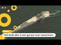 Tientallen haaien eten dode walvis op