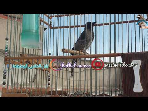 طلق شتوكي رقم ١ ديال مركد