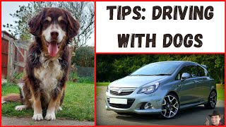 How To Travel With Dogs In A Car (Dog Road Trip Tips)