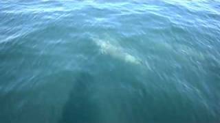 preview picture of video 'Sozopol  delfini liberi - Безкоштовний дельфіни .Созополь.flv'