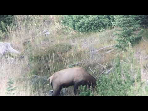 Bull Elk | .308 Hammer Hunter 181gr. Bullet