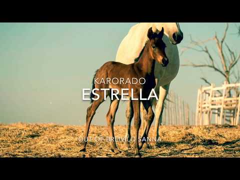 Iberian project launch2017