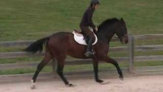 preview picture of video 'HANOVERIAN DRESSAGE, HUNTERS, EVENT, MAINWAYS TRINKET'