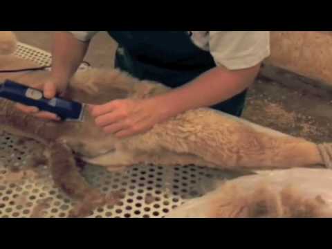 Alpaca Shearing, Shearing a cria