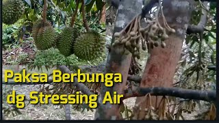 Download lagu Revealed how to force durian to flower by water stressing mp3