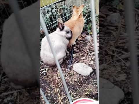 Kaninchen Geburtstag 🎂