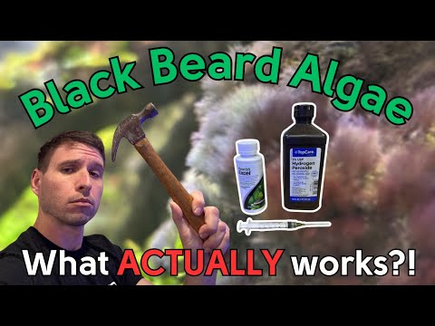Battling Black Beard Algae: How I Saved My Planted Aquarium!