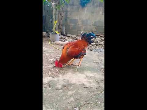 Los gallos más lindos del mundo mundial