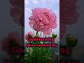 Good morning #shorts #goodmorning #happysunday #happymorning #goodmorningwish #morning #beststatus
