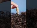 Can YOU Find $1000 In His Hair?