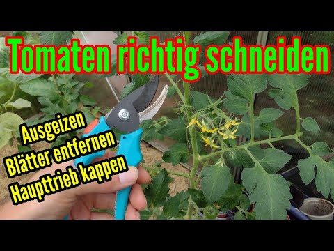 , title : 'Tomaten schneiden und ausgeizen Tomatenblätter entfernen Haupttrieb kappen Anleitung'
