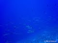 Shark Action at Fakarava South & North - French Polynesia