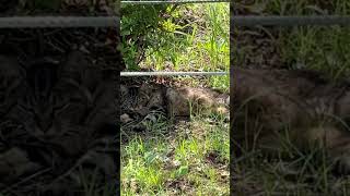 あなたにはこの猫が見えますか？