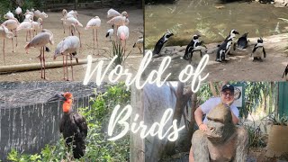 World of birds in Houtbay #houtbay