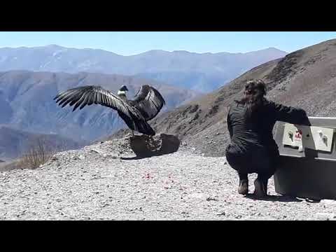 LIBERACIÓN DEL CONDOR ANDINO JANPI YAKU EN CUESTA DE LIPAN TUMBAYA PROVINCIA DE JUJUY get gt