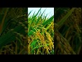 Tamil Vivasayam Status Tamil WhatsApp Status Tamil Natural Status Tamil விவசாயம் Sta