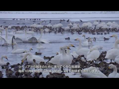 阿賀野市観光協会　白鳥
