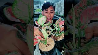 Download lagu Aglaonema Ornamental Plants mp3