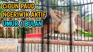 Download lagu Cigun Paud Ngeriwik Aktif, Umur 1 Bulan Lebih mp3