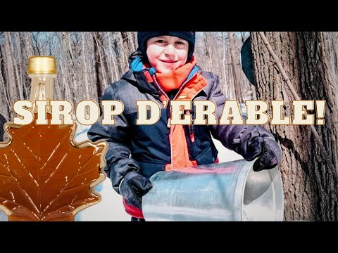 Comment Faire Du Sirop D'Érable : Cabane À Sucre Québécoise Traditionnelle