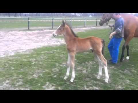 Hengstfohlen von Baloutelli-Quasimodo van de Molendreef, 1