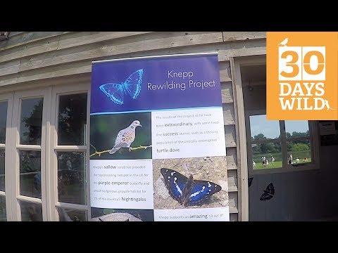 Day 6 - 30 Days Wild - Knepp Rewilding Project // Absolute Nature