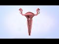 Menstrual Cycle A Brief Definition