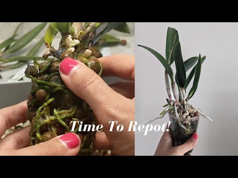 Relax and Repot | Repotting 6 Cattleya Orchids - First Session of the Season!