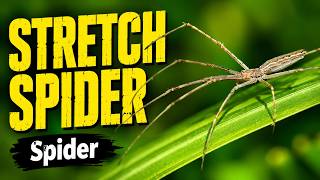 Stretch spider