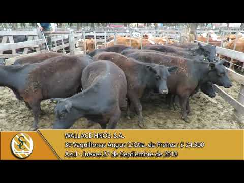 27-09-18 Venta de Vientres - Wallace Hnos. S.A. - Azul