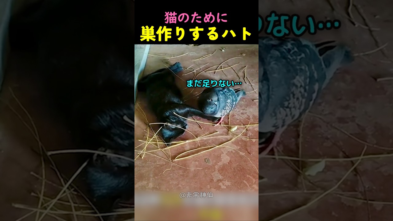 友達の猫が妊娠したと知って、巣を作ってあげるハトさん
