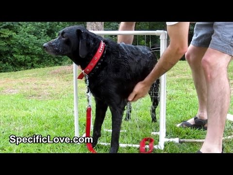 DIY Dog Wash - PVC Dog Shower Video