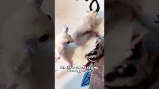 Download lagu Falling in love with the one who bullied me#animals #sugarglider #cute #love #shorts mp3