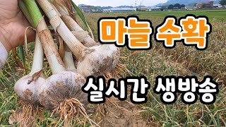 홍산마늘 수확! 실시간 생방송   게시물 주문서 참고