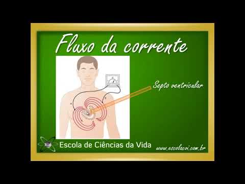 Fisiologia Aula 28   Sistema Circulatório   Fluxo da corrente no ciclo cardíaco1