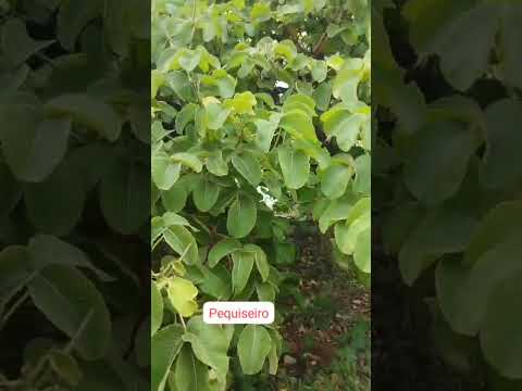 P E Q U I S E I R O 🌳