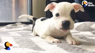 Sweet Puppy With Brain Disorder Living His Very Best Life | The Dodo