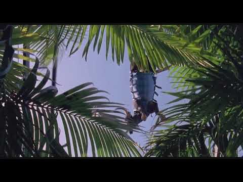 JURASSIC PARK RAPTOR COW EATING SCENE