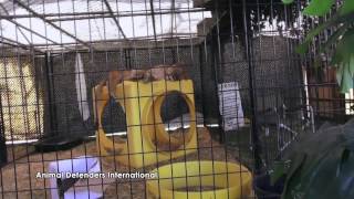 Animal suffering at Riverside County Fair