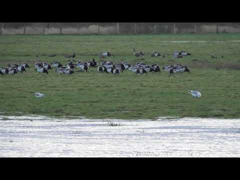 Weener: Püttenbollen unter Wasser [Feb 2020]