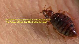 Non-toxic Bed Bug Removal