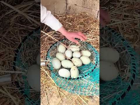 How to Collect Black Swan Eggs Safely For Artificial Hatching | Captive Breeding Guide