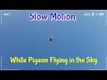 Slow Motion White Pigeon Flying In The Sky WVC Wonderful Video Clips