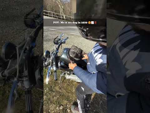 POV: You & Your Dog on a Chill Sunday Bike Ride 🐶😯📈