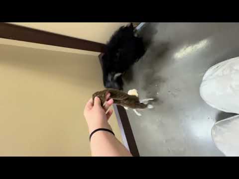 Yorkiepoo - 310 video preview