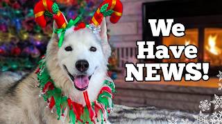 My Huskies Have A BIG Surprise🎄 Holiday Christmas Card Exchange 2025