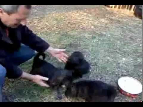 Sarplaninci (stenad)