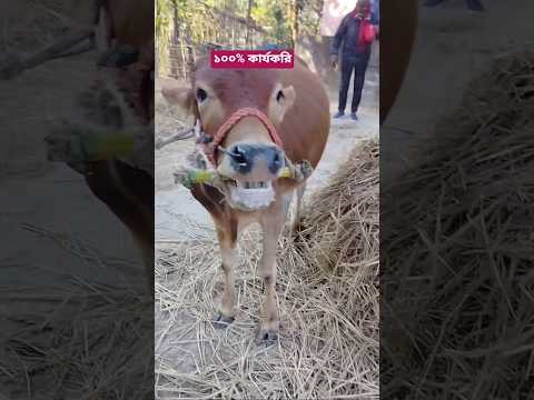 গরুর পেট ফাপার একটি সহজ কার্যকরি চিকিৎসা #cow #bull #fattening #farm #viral #shorts