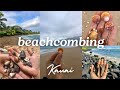 Shelling In Kauai Cones Cowries Sunrise Shells